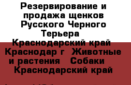 Резервирование и продажа щенков Русского Черного Терьера - Краснодарский край, Краснодар г. Животные и растения » Собаки   . Краснодарский край